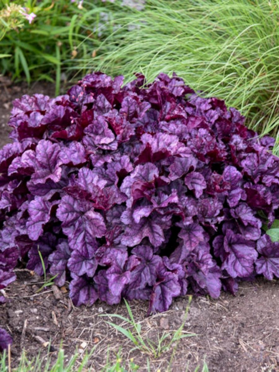 Heuchera 'Wildberry" 1Qt